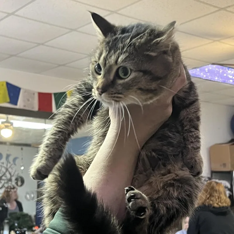 An adult medium-sized female Brown / Chocolate Domestic Short Hair cat named Bolynda for adoption in Birdsboro, PA