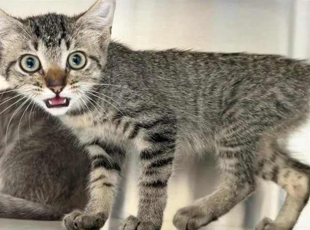 A baby small-sized female Domestic Short Hair cat named Meryl for adoption in Tustin, CA