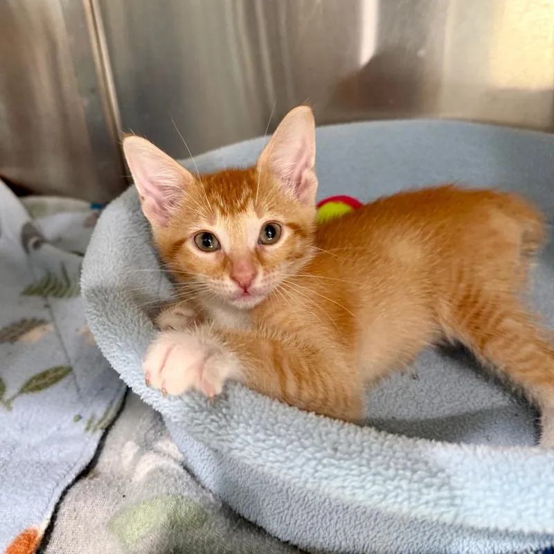 A baby small-sized male Orange / Red Domestic Short Hair cat named Sunny for adoption in Bradenton, FL