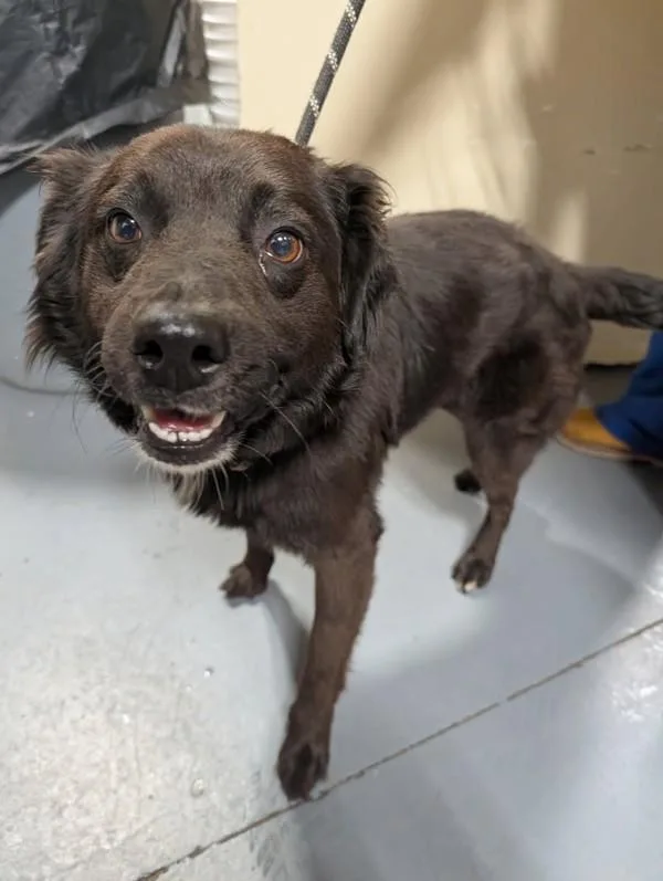 An adult medium-sized male Border Collie dog named A Noah for adoption in Dallas, GA