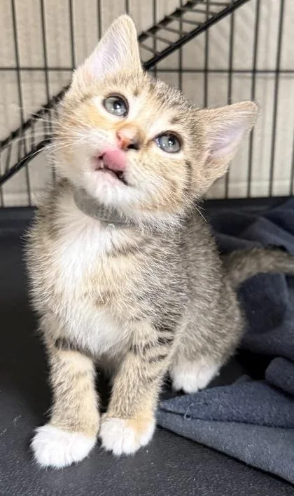 A baby small-sized female Domestic Short Hair cat named Lori for adoption in Wilkesboro, NC