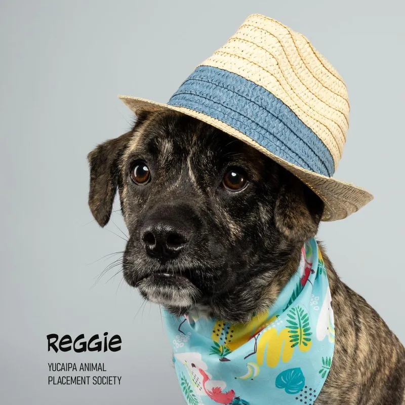 Reggie thumbnail 6