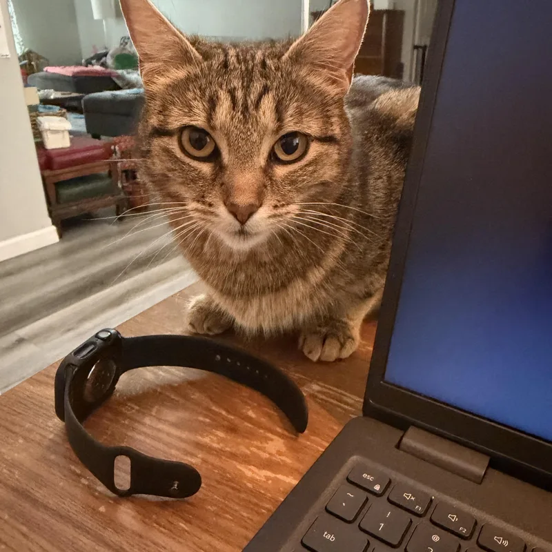 A young medium-sized female Domestic Short Hair cat named Cinnamon Toast for adoption in Rochester, WA