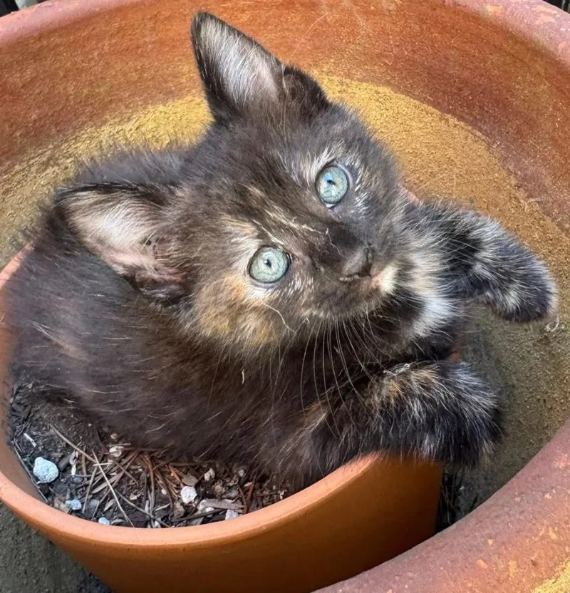 A baby small-sized female Domestic Short Hair cat named Allie for adoption in HUNTINGTON BEACH, CA
