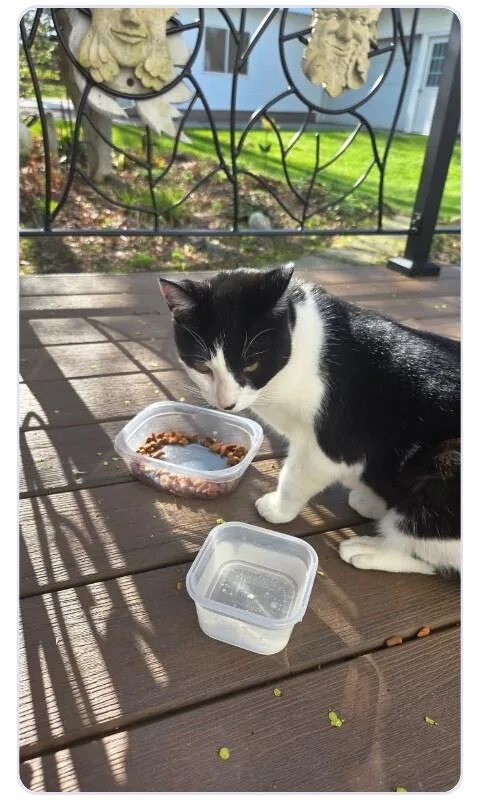 An adult medium-sized male Black Domestic Short Hair cat named Sterling for adoption in Grand Rapids, MI