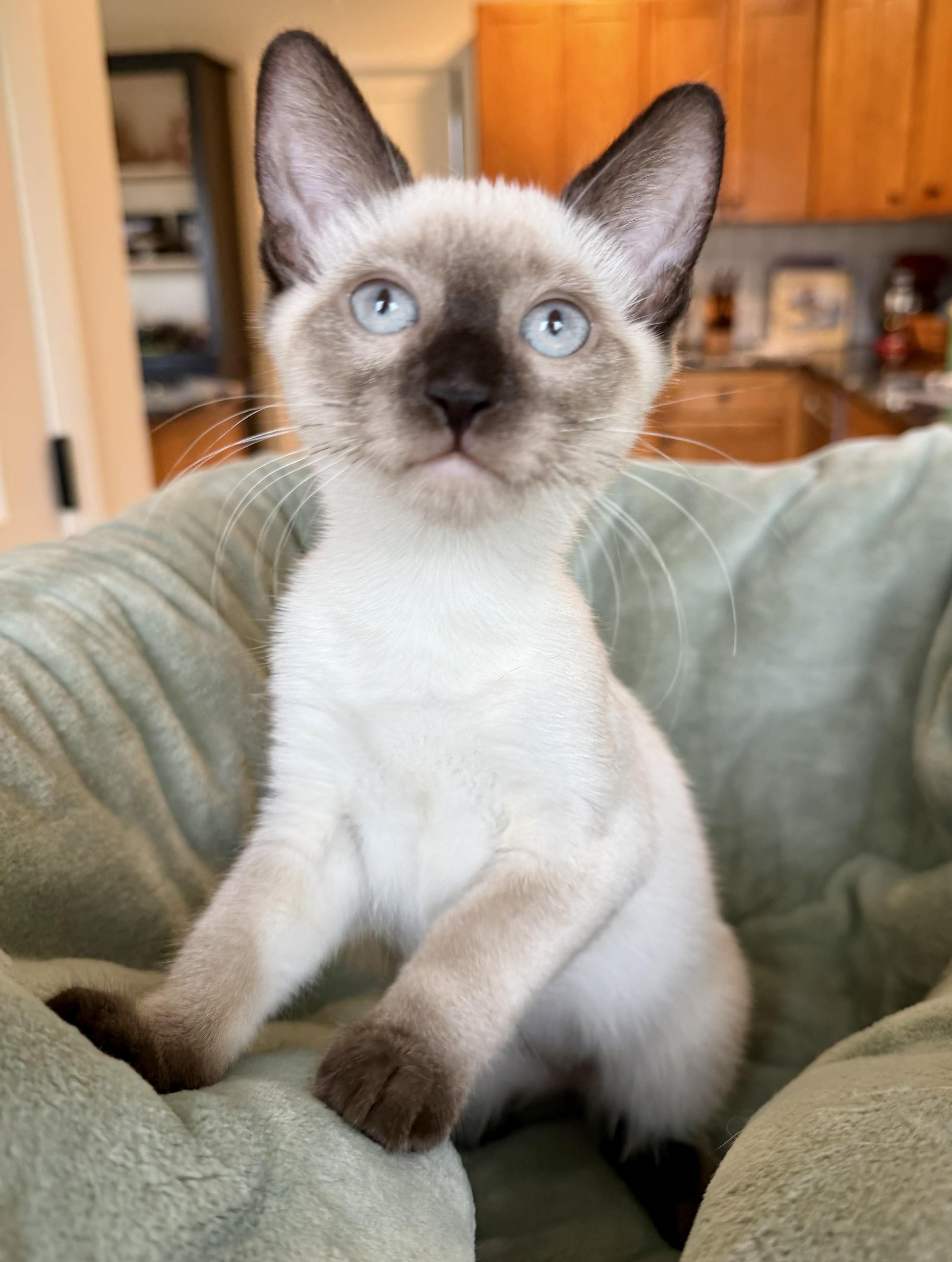 A baby medium-sized female Seal Point Siamese cat named Holland for adoption in Wayne, NJ