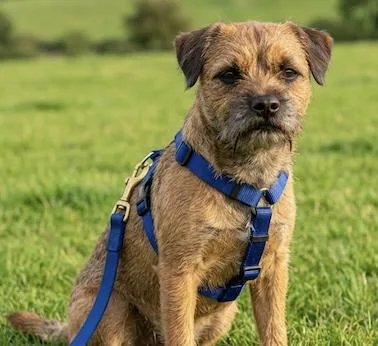 An adult small-sized female Brown / Chocolate Border Terrier dog named Jerry for adoption