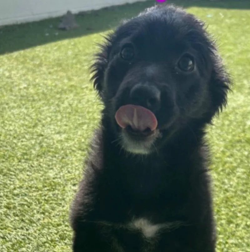 An adult small-sized female Black Mixed Breed dog named Firefly for adoption in Long Island City, NY