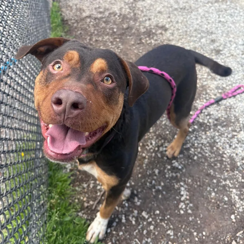 An adult medium-sized male Brown / Chocolate Mixed Breed dog named Yorkstray for adoption in York, PA