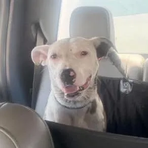 A young medium-sized female White / Cream Australian Shepherd dog named SSAWStray for adoption in Sand Springs, OK