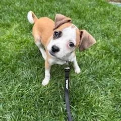 Rufus