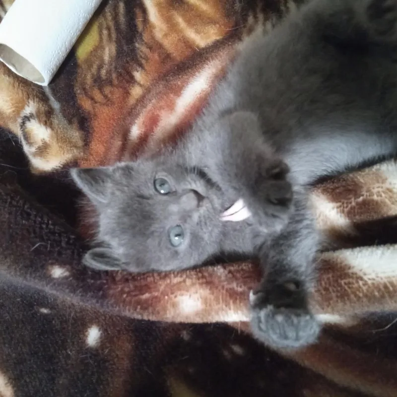 A baby small-sized female Domestic Short Hair cat named Nova for adoption in Ruckersville, VA