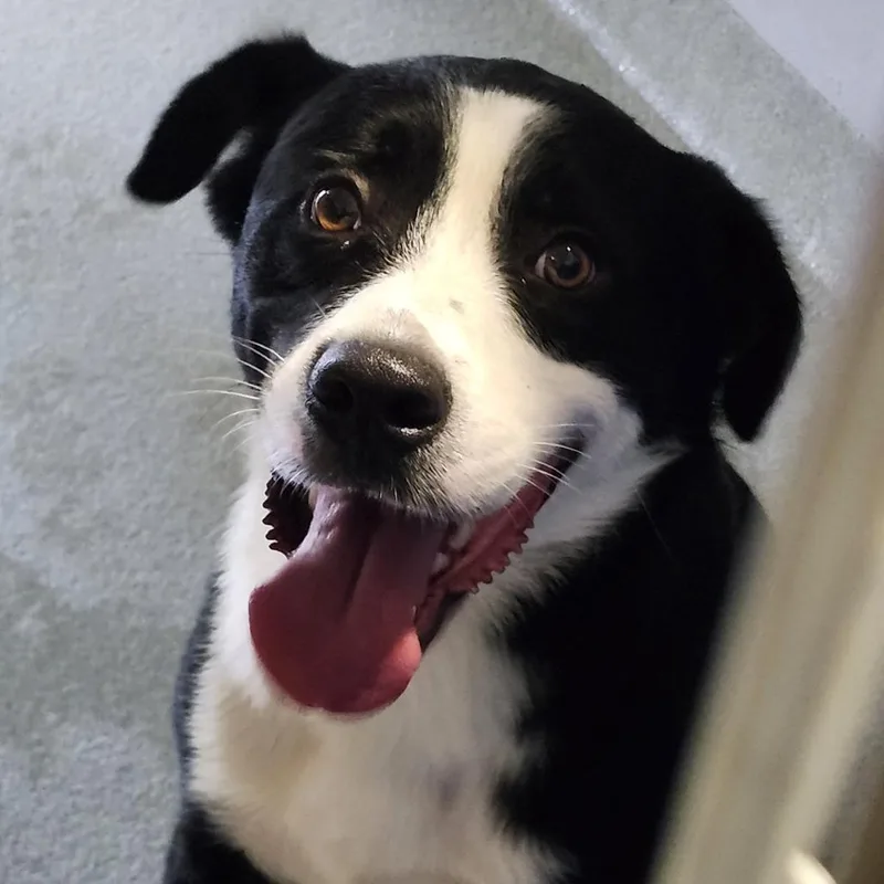 An adult medium-sized male Black Collie dog named Winston for adoption in Abilene, TX