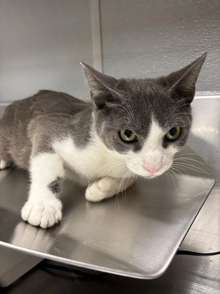 A baby medium-sized male Domestic Short Hair cat named Rando for adoption in Las Vegas, NV