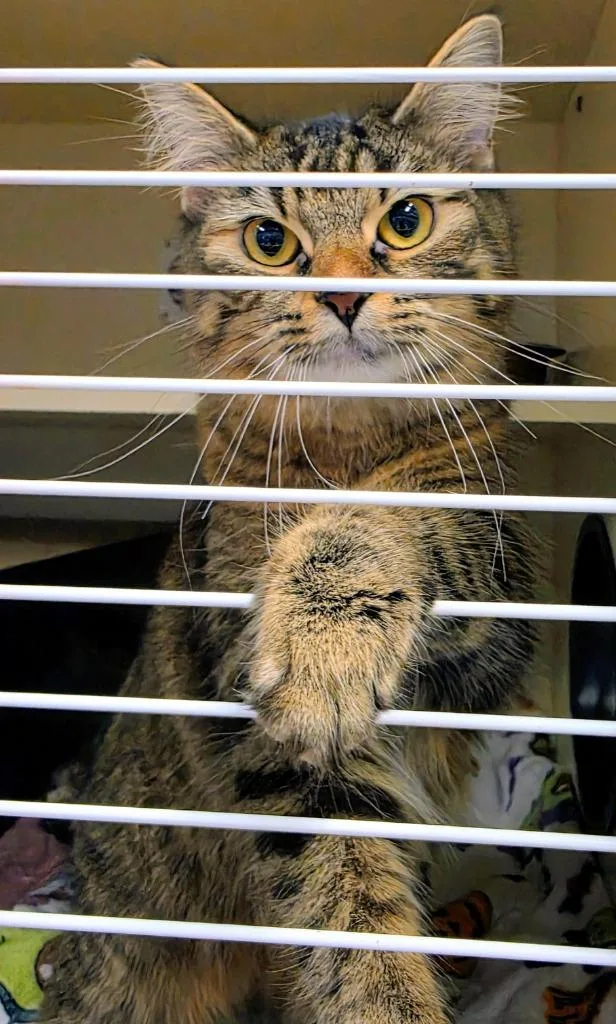 A baby medium-sized female Domestic Short Hair cat named Kiara for adoption in Bloomington, IN