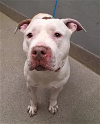 An adult large-sized male Pit Bull Terrier dog named Ace for adoption in Las Vegas, NV