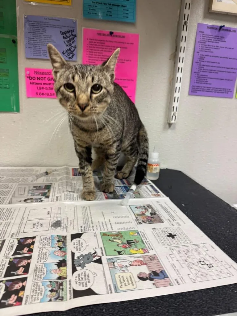 A young medium-sized male Domestic Short Hair cat named Bill Gates for adoption in Sorrento, LA