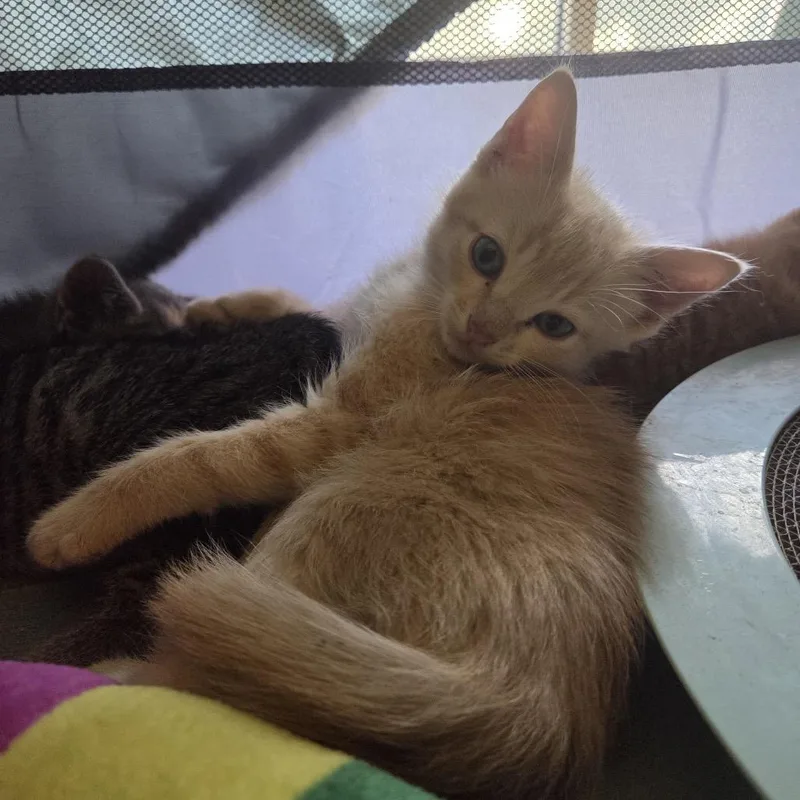 A baby small-sized male Orange / Red Domestic Short Hair cat named Rubenc for adoption in East Saint Louis, IL
