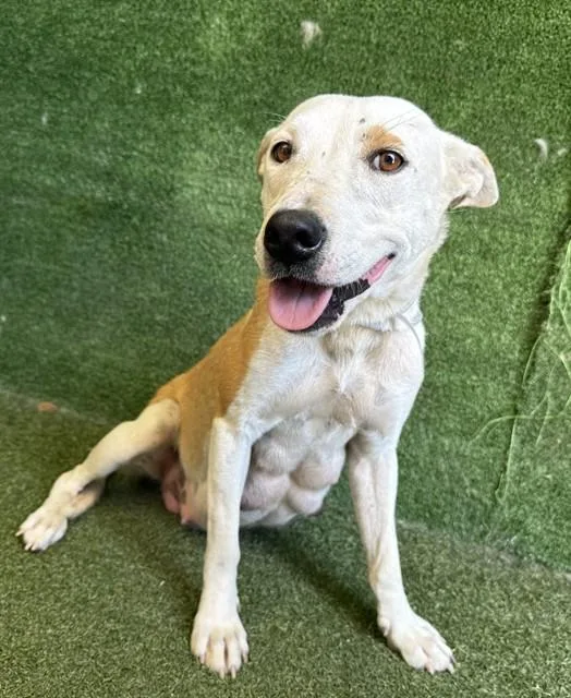 A young large-sized female German Shepherd Dog dog named A for adoption in Lancaster, CA