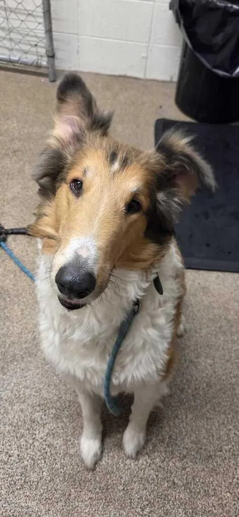 An adult large-sized male Rough Collie dog named Shep for adoption in Fruit Heights, UT