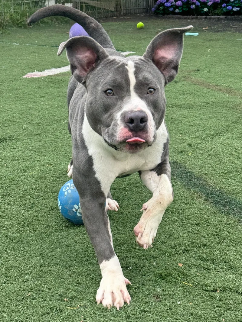 An adult medium-sized female Gray / Blue / Silver Pit Bull Terrier dog named Ms Mary for adoption in Anderson, IN