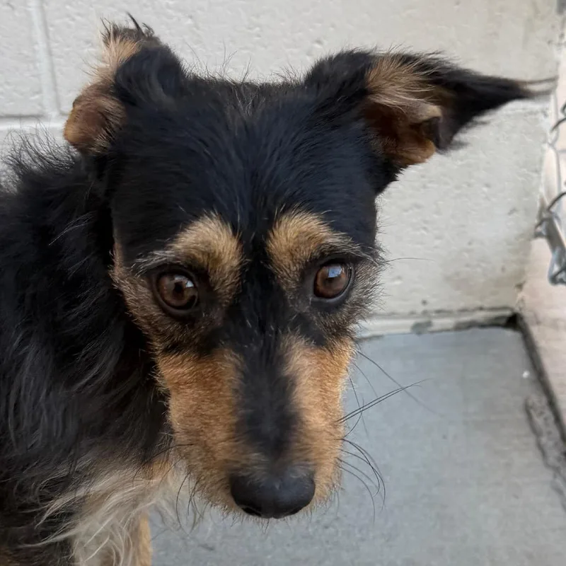 An adult small-sized male Black Terrier dog named Remy for adoption in Reno, NV