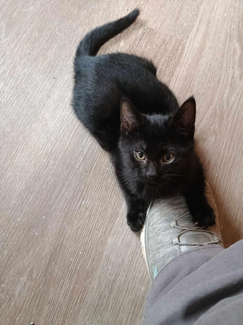 A baby small-sized male Black Domestic Short Hair cat named Chip for adoption in Carsonville, MI