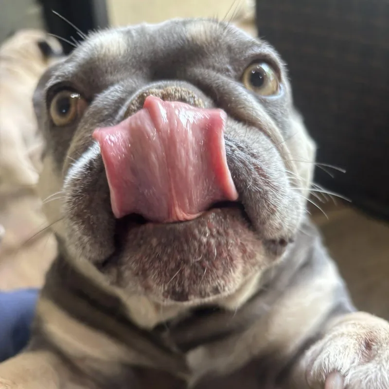 An adult small-sized female French Bulldog dog named Millie for adoption in Redmond, WA
