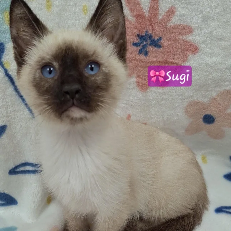 Sugi thumbnail 5