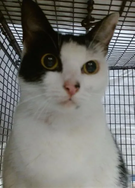An adult small-sized female Domestic Short Hair cat named Nina for adoption in Miami, FL