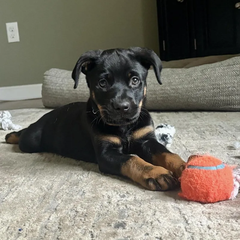 A baby large-sized male Black Rottweiler dog named Brock for adoption in Pelham, NH