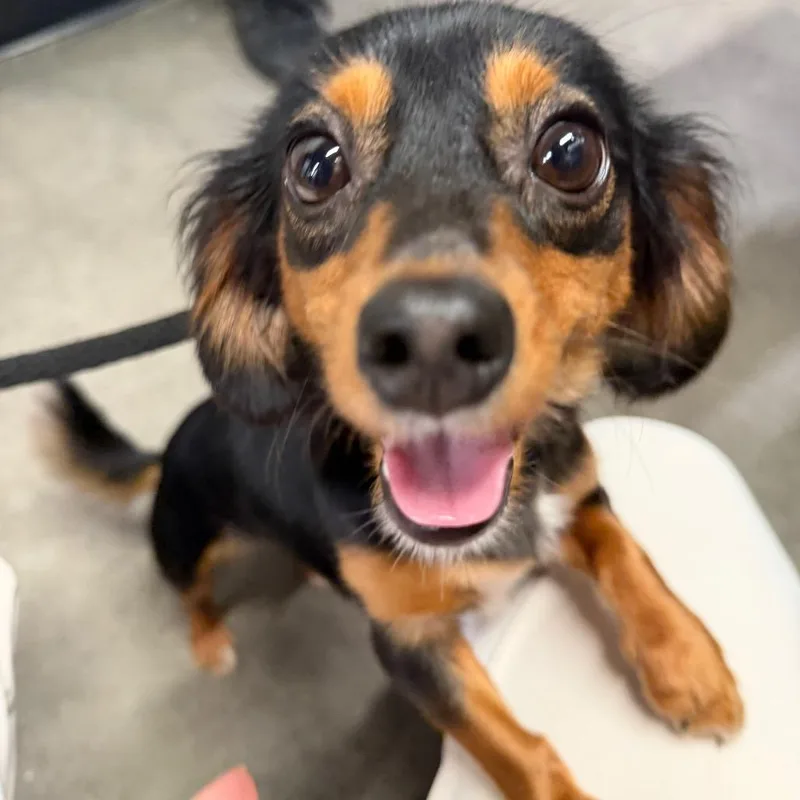 A young small-sized female Black Dachshund (Miniature Long Haired) dog named Ember for adoption in Tampa, FL