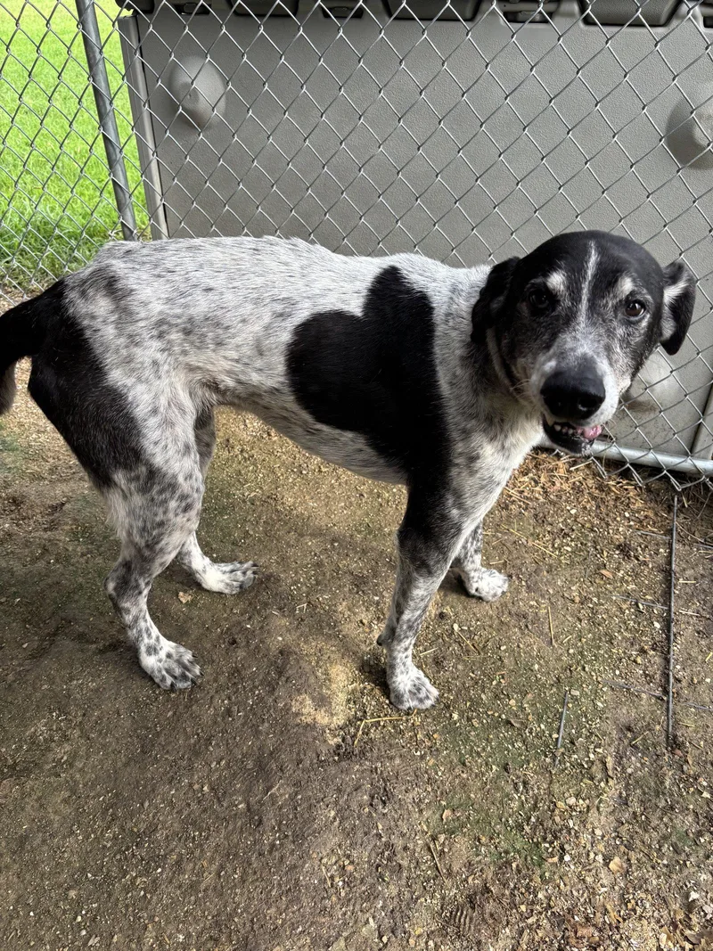 A senior large-sized male German Shorthaired Pointer dog named Spike for adoption in Anabel, MO