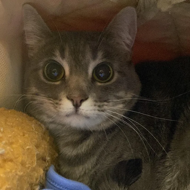 An adult large-sized female Gray / Blue / Silver Domestic Short Hair cat named Bess for adoption in Bentonville, AR