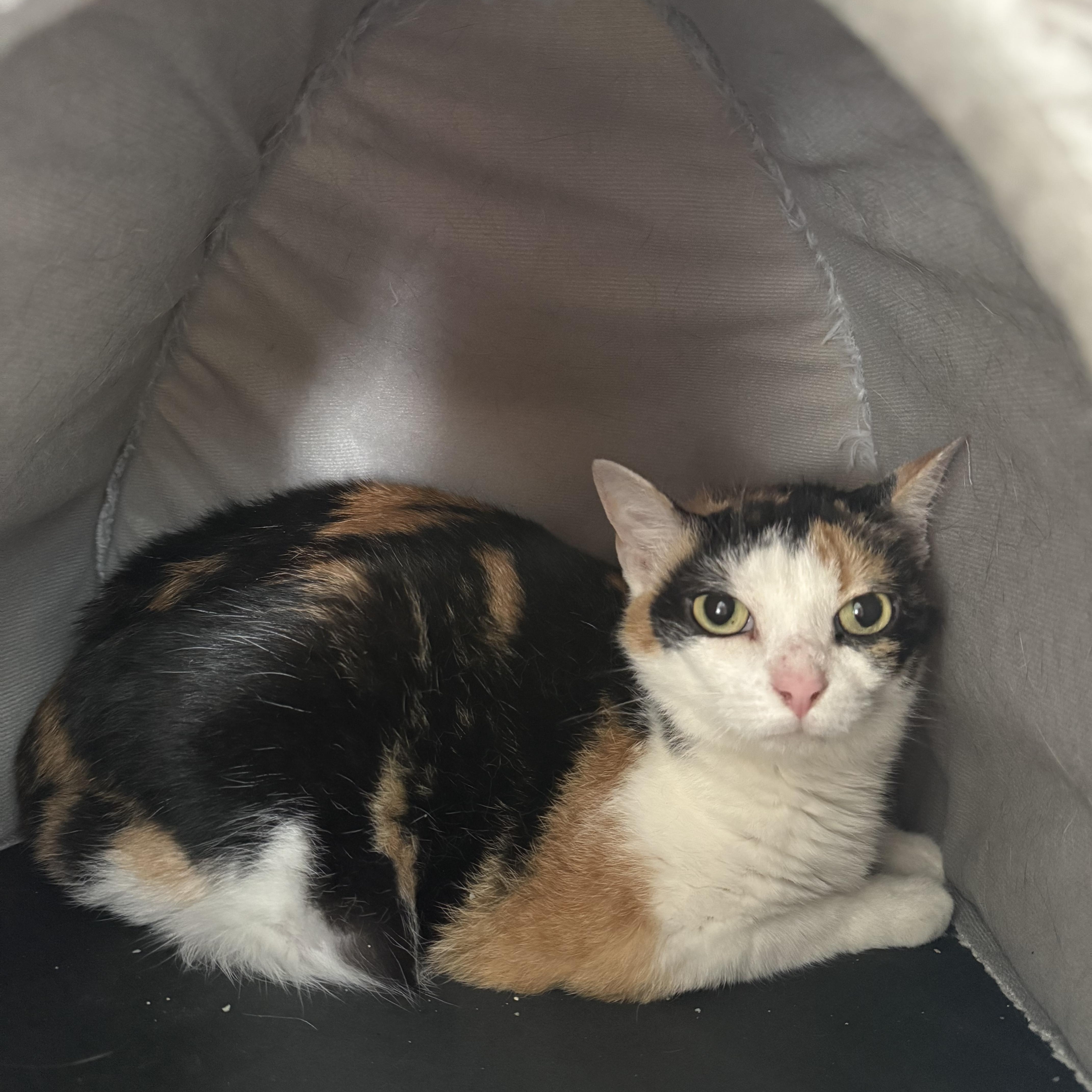 An adult medium-sized female Calico Domestic Short Hair cat named Autumn for adoption in Hendersonville, TN
