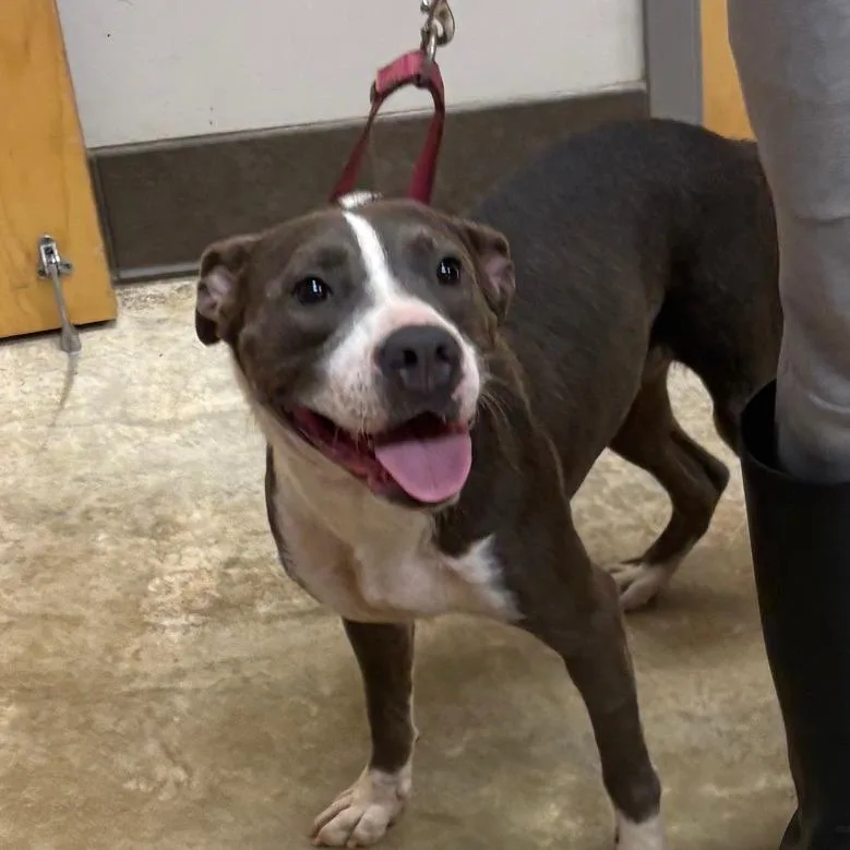 An adult medium-sized male Gray / Blue / Silver Pit Bull Terrier dog named Thor U for adoption in Tupelo, MS