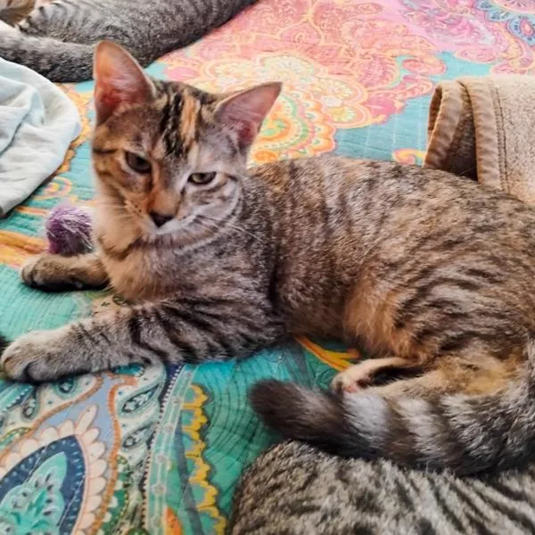 A young small-sized female Domestic Short Hair cat named Nutmeg for adoption in Des Moines, IA