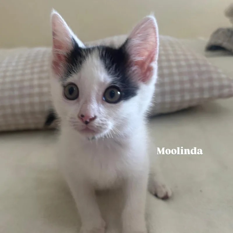 A baby small-sized female Black Domestic Short Hair cat named Moolinda for adoption in Long Beach, CA