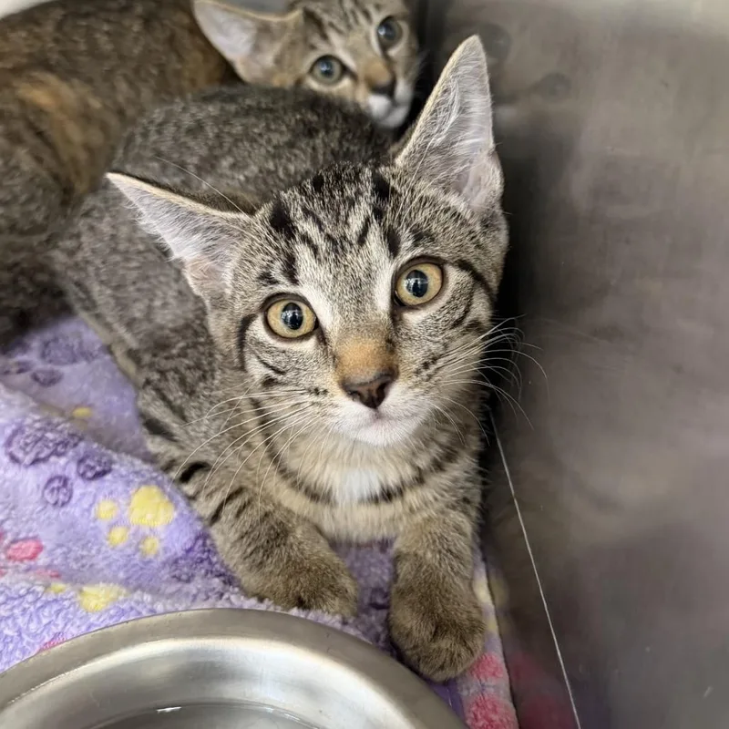 A baby small-sized male Gray / Blue / Silver Domestic Short Hair cat named Sarge for adoption in Indianapolis, IN