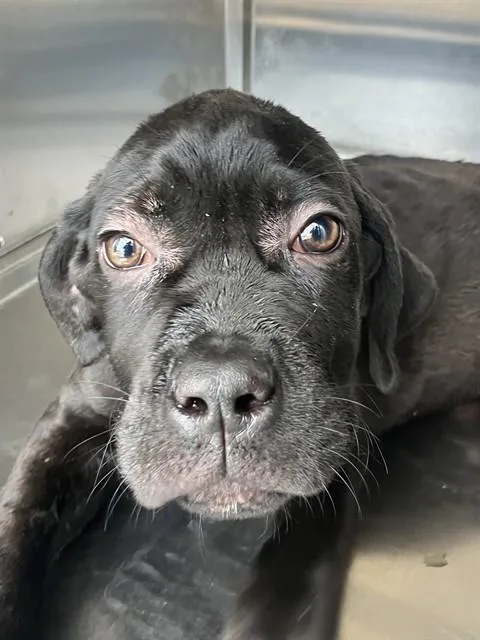 A baby small-sized male Mixed Breed dog named Stich for adoption in Dallas, TX