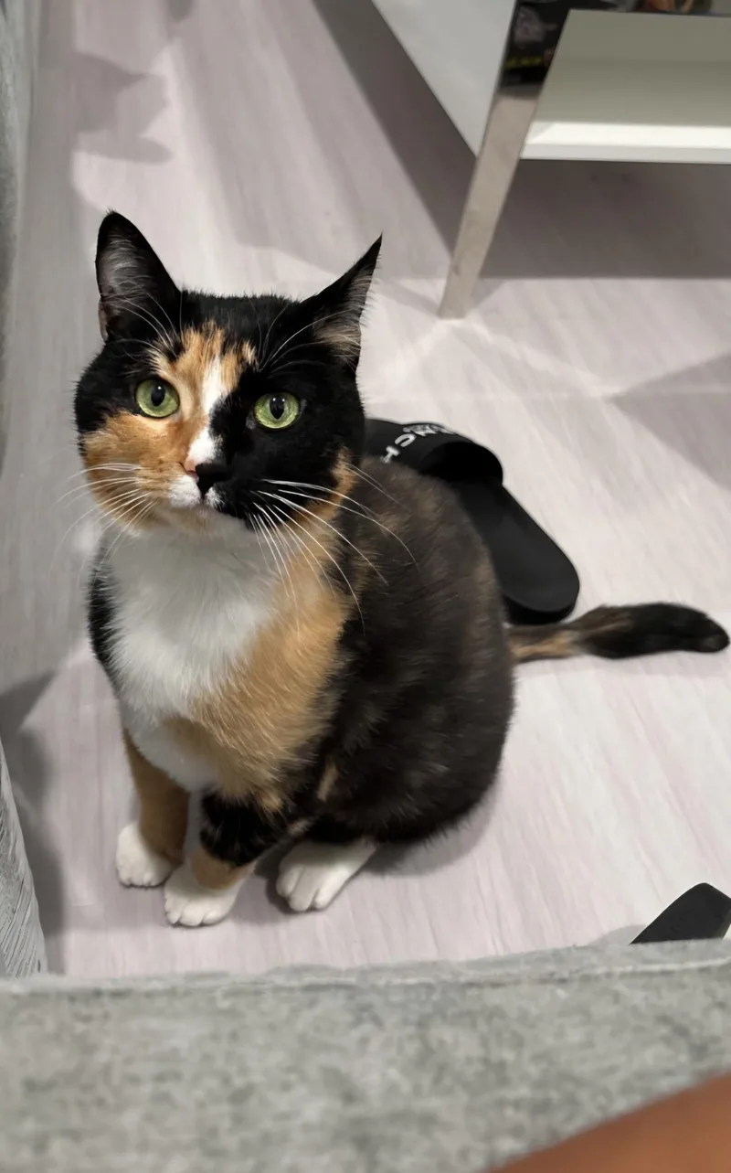 A young large-sized female Calico cat named Prim for adoption in Weston, FL