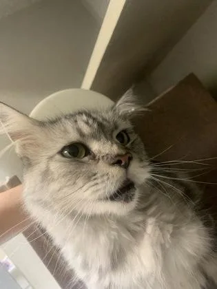 An adult medium-sized female Maine Coon cat named Caligula for adoption in New Orleans, LA