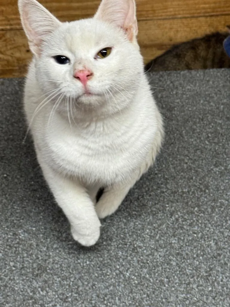 A young small-sized male American Shorthair cat named Chico for adoption in Hagaman, NY