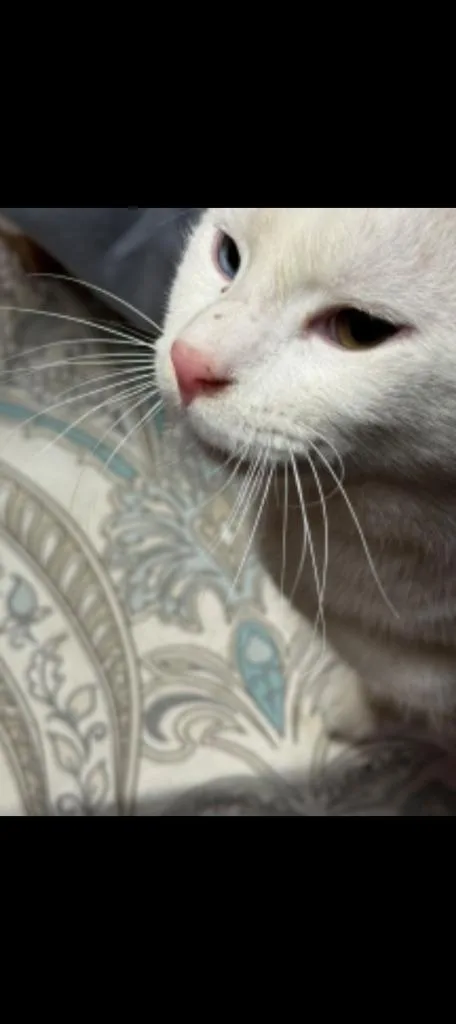 Chico thumbnail 4