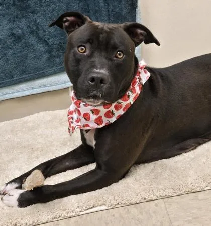 A young medium-sized female Black Mixed Breed dog named Ruby for adoption in Hamilton, OH