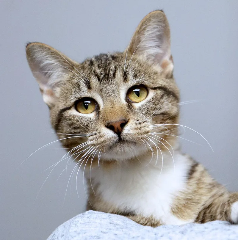 A young small-sized female Domestic Short Hair cat named Mary for adoption in Kansas City, KS