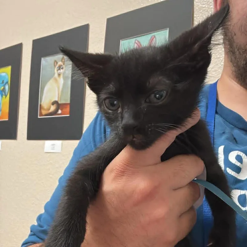 A baby small-sized male Black Domestic Short Hair cat named Logan  Chino Hills for adoption in Chino Hills, CA