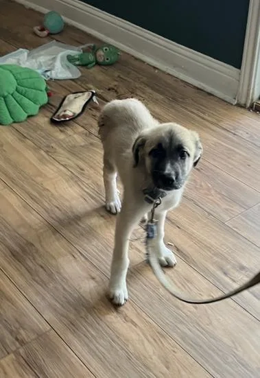 A baby large-sized female Mixed Breed dog named Dutchess for adoption in Dallas, TX