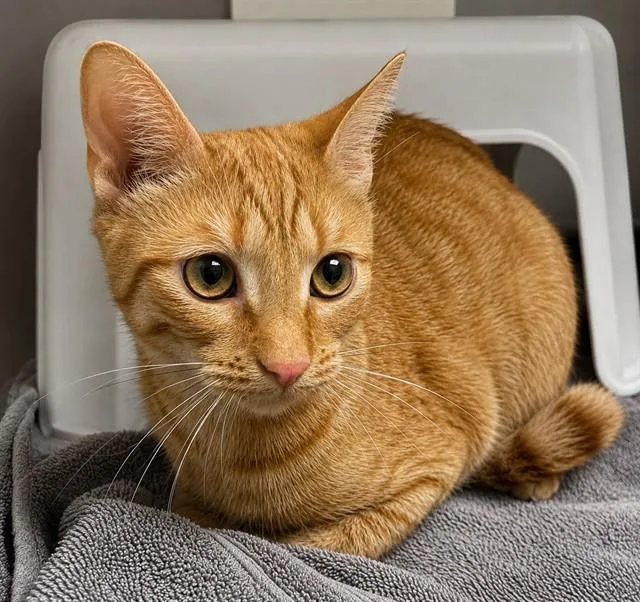 A young medium-sized female Domestic Short Hair cat named Peachy for adoption in Statesville, NC