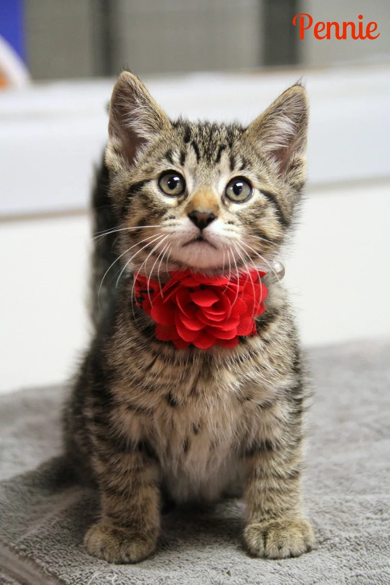 A baby medium-sized female Tabby (Brown / Chocolate) Domestic Short Hair cat named Pennie for adoption in Vinton, IA